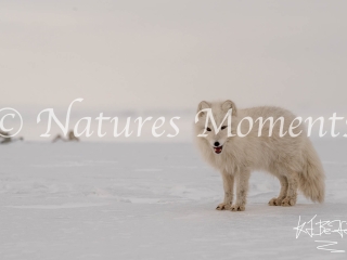 Arctic Fox - Watching