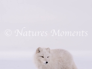 Arctic Fox - Pure White