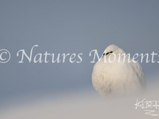 Ptarmigan - Fluffy Ball
