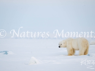 Polar Bear - What Do You Want