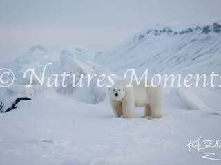 Polar Bear - Watching