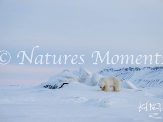 Polar Bear at Agardbukta