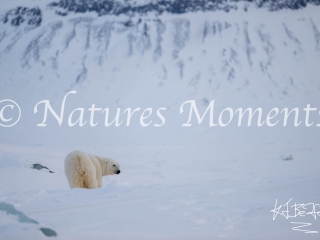 Polar Bear - Checking Behind