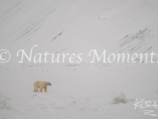 Polar Bear at Rundodden