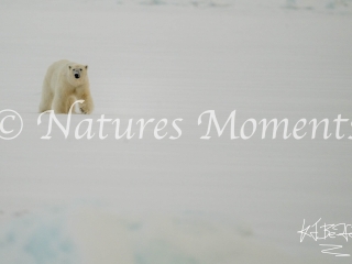Polar Bear - Proud Prowl