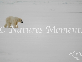 Polar Bear - Best Paw Forward