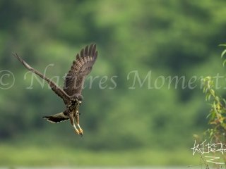 Snail Kite, Gatun Lake - Pounce
