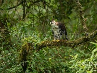 Ornate Hawk-Eagle, Tamandua Cloud Forest Reserve