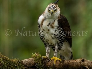 Ornate Hawk-Eagle, Watching You