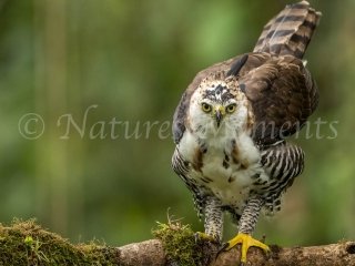 Ornate Hawk-Eagle, Stand Back