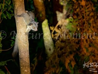 Northern Olingo, Tamandua Cloud Forest Reserve