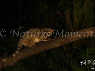 Cacomistle, Tamandua Cloud Forest Reserve