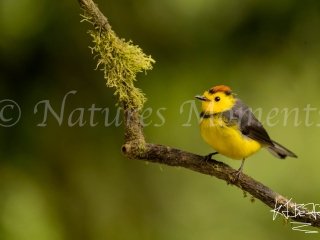 Collared Redstart, Chiriqui