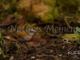 Black-billed Nightingale-Thrush - With Grub