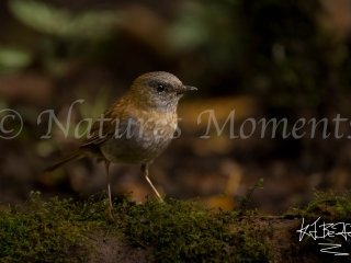 Ruddy-capped Nightingale-Thrush, Tamandua Cloud Forest Reserve