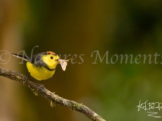 Collared Redstart, Tasty Moth