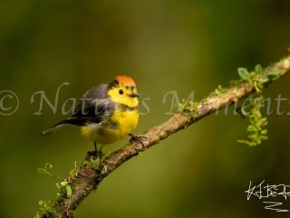 Collared Redstart, Tamandua Cloud Forest Reserve