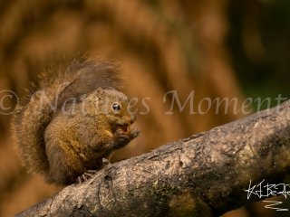 Bangs Mountain Squirrel, Tamandua Cloud Forest Reserve