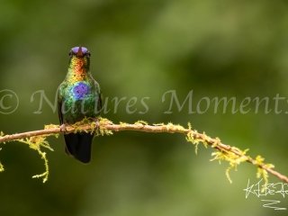 Fiery-throated Hummingbird - Florescent Beauty