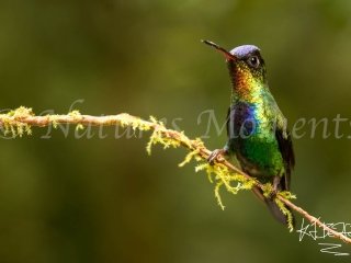 Fiery-throated Hummingbird - On Fire