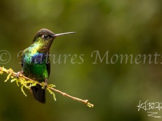 Fiery-throated Hummingbird - Golden Glow
