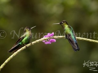 Fiery-throated Hummingbird - Faceoff