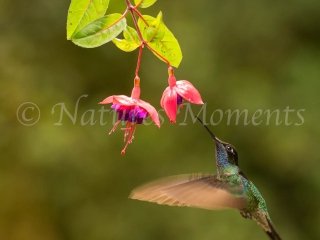 Talamanca Hummingbird with Fushsia