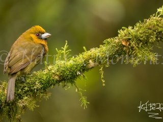 Prong-billed Barbet - Tamandua Cloud Reserve