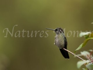 Talamanca Hummingbird - Female
