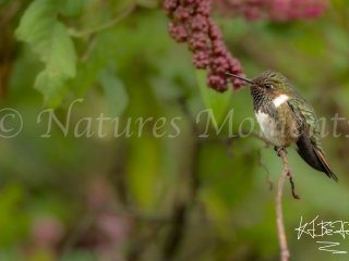 Volcano Hummingbird, Gonzales Trail