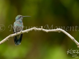 Lesser Violetear - Immature