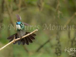 White-throated Mountaingem, Guadeloupe