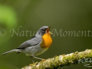 Flame-throated Warbler, Chiriqui