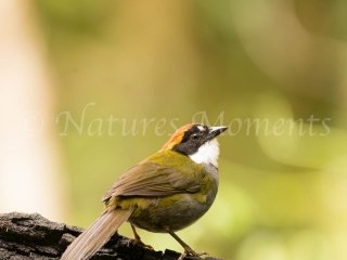 Yellow-thighed Brushfinch, Tamandua Cloud Forest Reserve
