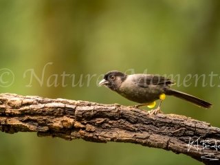 Yellow-thighed Brushfinch, Tamandua Cloud Forest Reserv