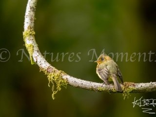 Tufted Flycatcher, Tamandua Cloud Forest Reserve