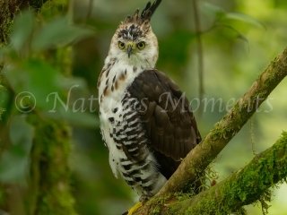 Ornate Hawk-Eagle, Prince Charming