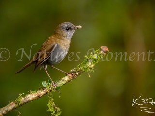 Black-billed Nightingale-Thrush,Tamandua Cloud Forest Reserve