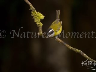 Sooty-capped Chlorospingus, Tamandua Cloud Forest Reserve
