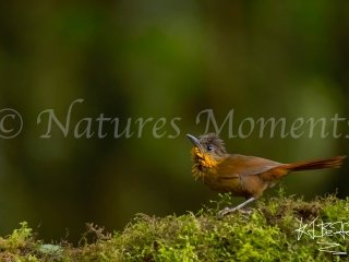 Streak-breasted Treehunter, Tamandua Cloud Forest Reserve