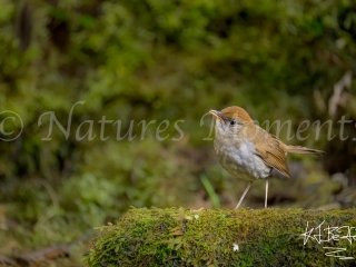 Ruddy-capped Nightingale-Thrush, La Amistad International Park
