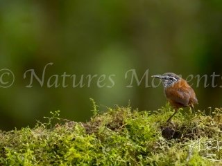 Grey-breasted Wood-Wren, Tamandua Cloud Forest Reserve