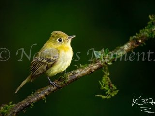 Yellowish Flycatcher - Tamandua Cloud Forest Reserve