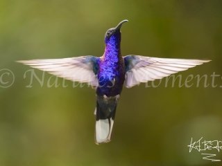 Violet Sabrewing - In Flight (Male)