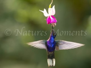 Violet Sabrewing with Fuschia