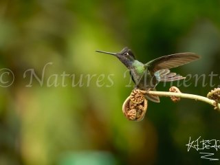 Talamanca Hummingbird - Take off