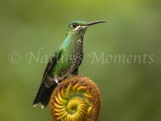 Green-crowned Brilliant - Fern Perch