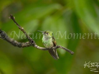 Stripe-tailed Hummingbird, Tamandua Cloud Forest Reserve