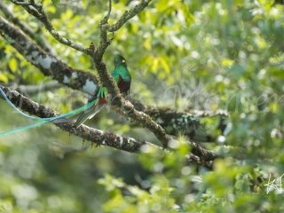 Resplendent Quetzal, Mount Totumas - Young Male I