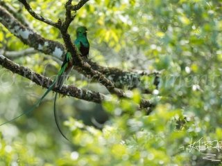 Resplendent Quetzal, Mount Totumas - Young Male II